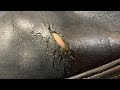 How to Fix Old Leather Shoes.