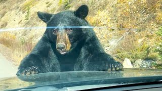 Die Besten Videos 2026 Stern Dutube