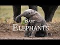 Baby elephants 4k  learning how to survive