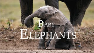 Baby Elephants 4K - Learning How to Survive