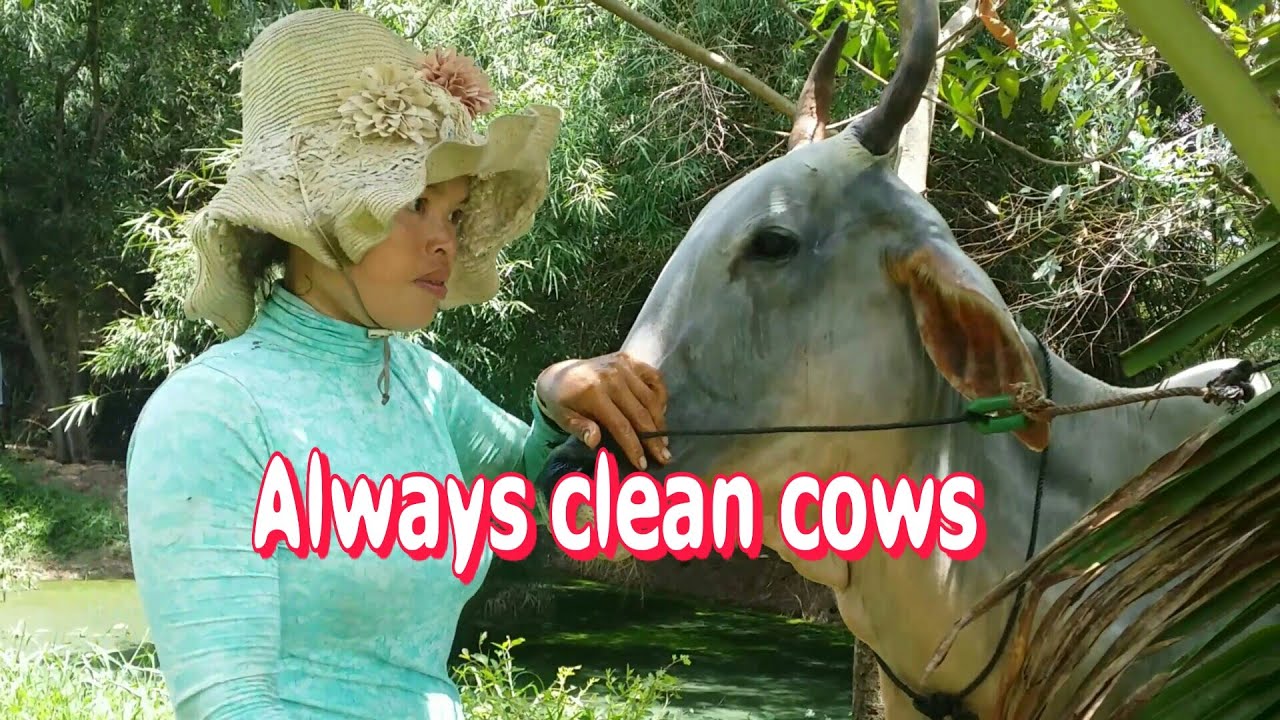 Always clean cows, Washing the cow with presoap is to remove germs and deodorize the cow's body