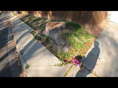 Winnie the foster dog goes for a walk - Cute Chihuahua