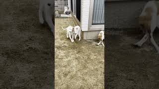 Seth and Panna's puppies 0825-III
