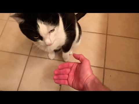 The most obedient cat in the world
