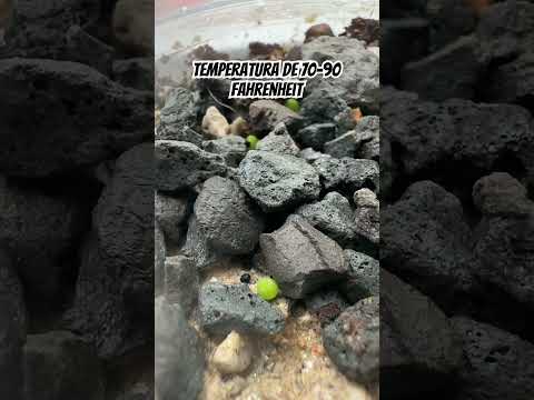 Video: Germinación de semillas de cactus: aprende cómo y cuándo plantar semillas de cactus