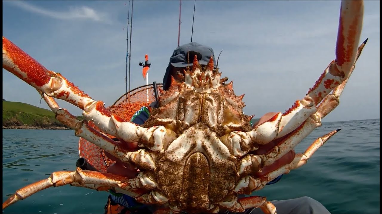 Catch Dispatch Cook And Prepare Spider Crab Youtube