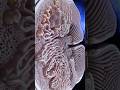 Kidney Stress Response: What Happens When Your Body Becomes Toxic