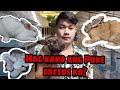 Mag kano ang Pure breed rabbit ko? US line at indo line Californian Mini Rex+New Zealand+Giants?