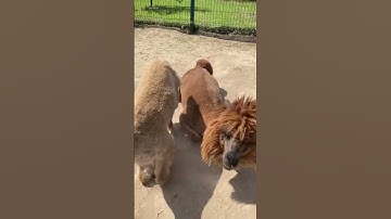 Cute 🦙 alpaca #animals #cute #alpaca #shorts #video