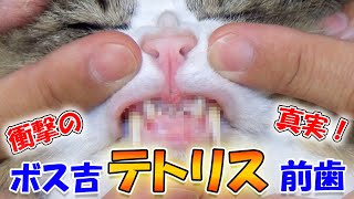 About cat teeth and brushing