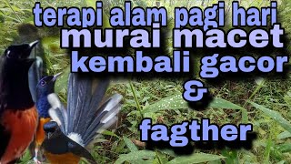 Pancingan murai batu ampuh cocok untuk pancingan murai batu stres malas bunyi#pancinganmuraibatu