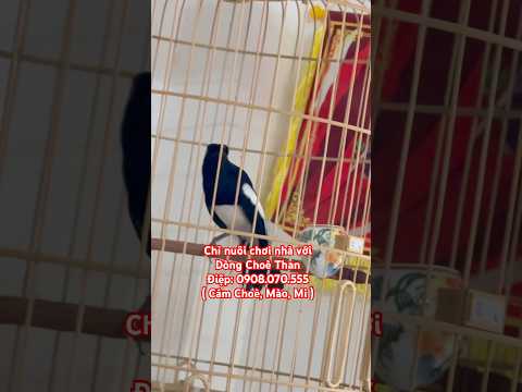 Chỉ nuôi chơi nhà với Dòng Choè Than