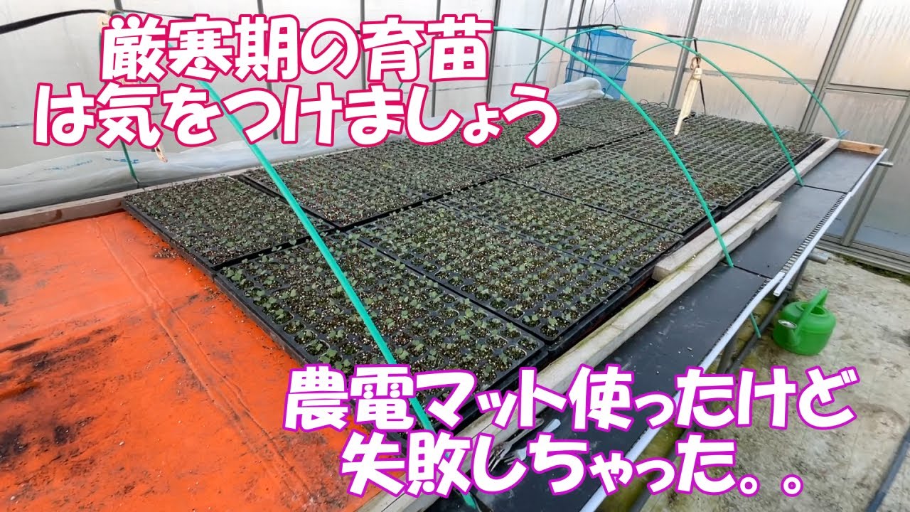 早い者勝ち！農電サーモと農電マット0.5坪　育苗準備にいかが？ backend=imagemagick;version=1;