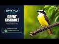 Great Kiskadee Song &amp; Calls | Pitangus sulphuratus | Spectrogram