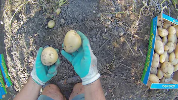 Comment utiliser la pomme de terre Mona Lisa ?