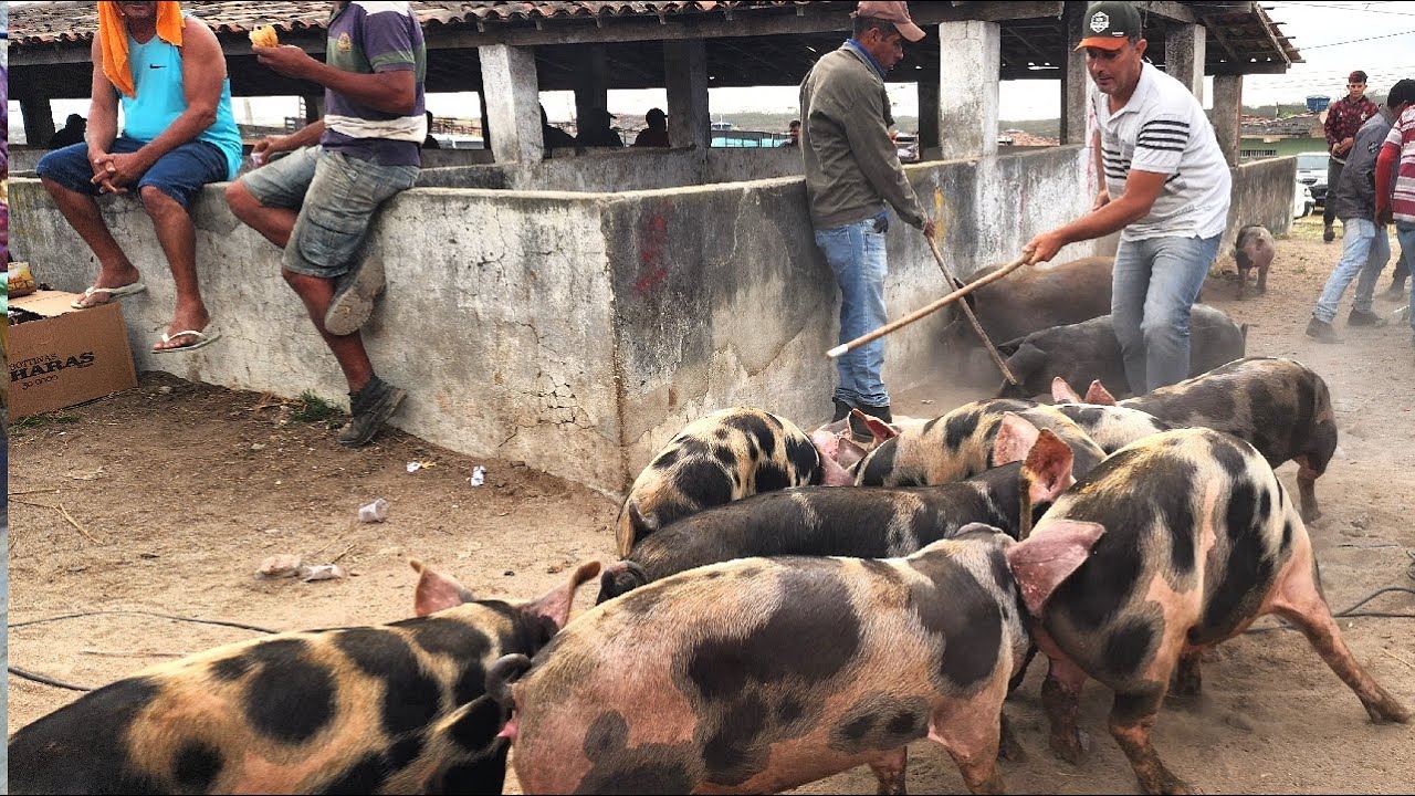 FEIRA DE SUÍNOS EM CAPOEIRAS-PE  28-11-2025 