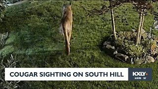 Cougar sighting on South Hill