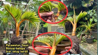 PERAWATAN BONSAI KELAPA || Treating Your Coconut Bonsai