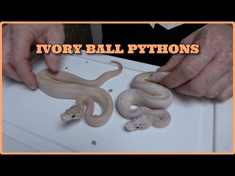 Ivory Ball Pythons Clutch Update #80/81