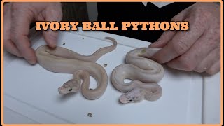Ivory Ball Pythons Clutch Update #80/81 Net Worth