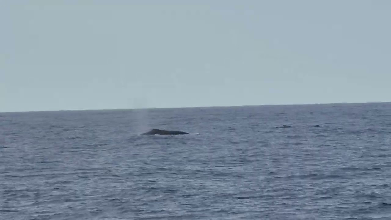 It's a Whale!