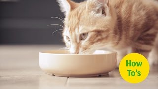 Young cats need almost double the energy of adult cats! make sure
you're giving them all they with nutritional advice from our experts.