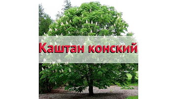 Каштан конский 🌿 Обзор: посадка и уход. крупномеры каштана : описание и особенности