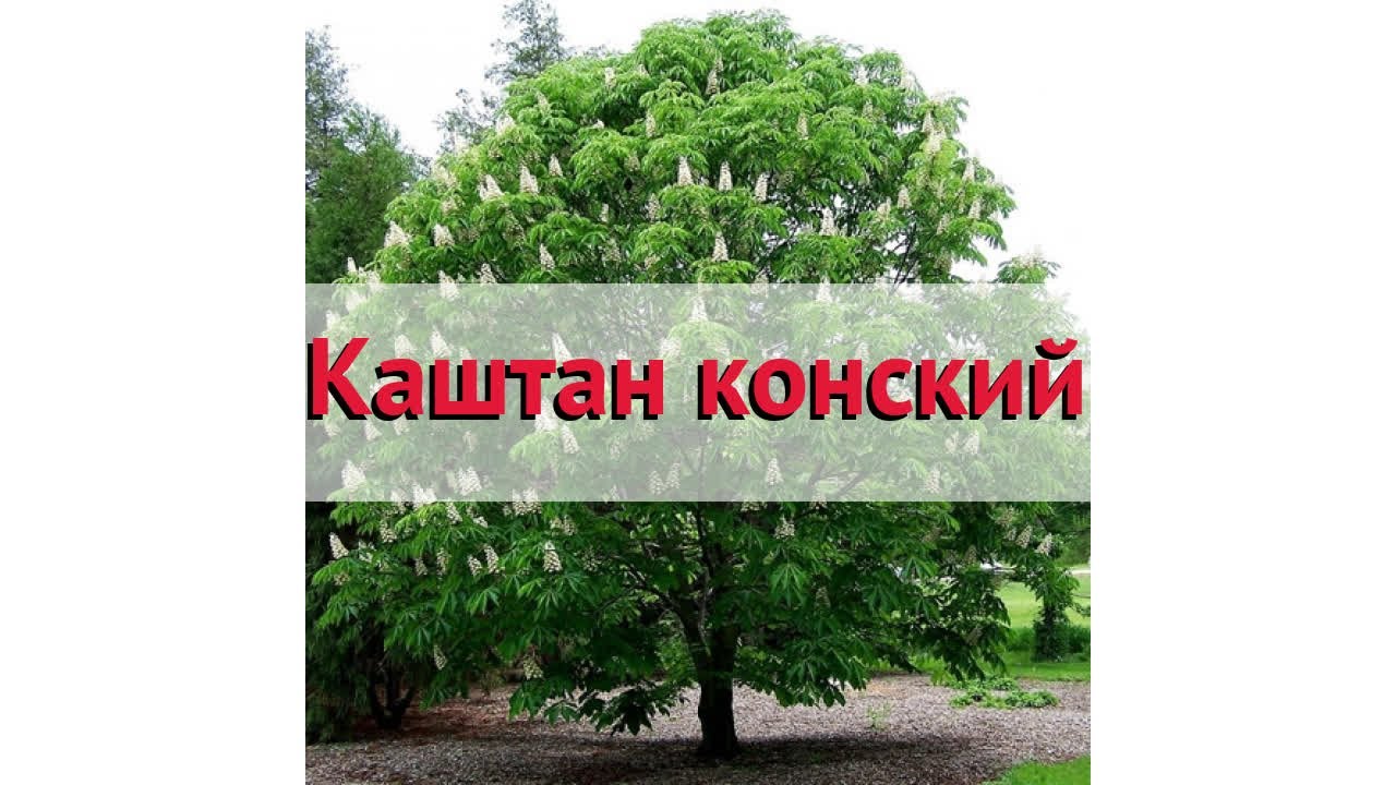 Каштан конский 🌿 Обзор: посадка и уход. крупномеры каштана : описание и особенности