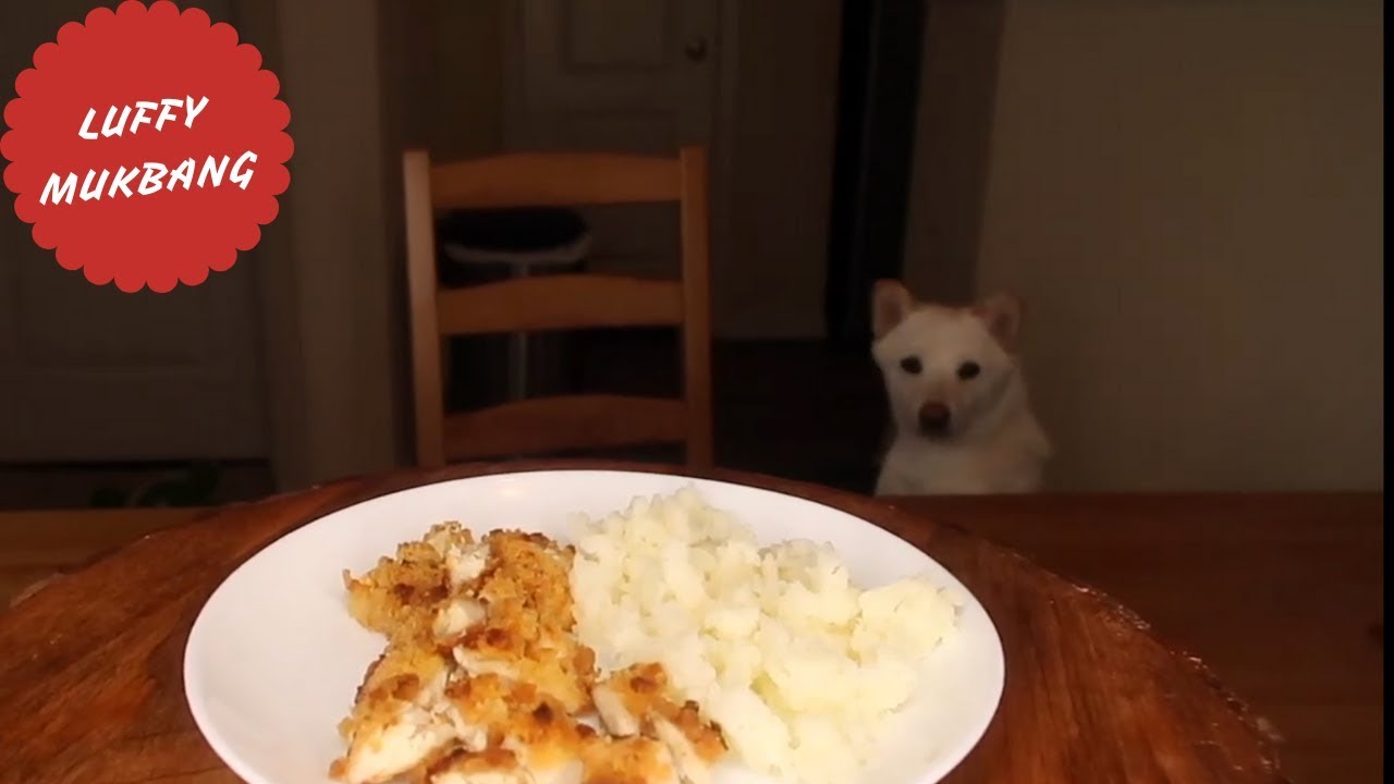 My Shiba Inu Luffys Mukbang Chicken Fingers