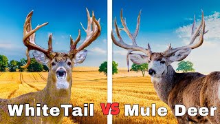 Mule Deer VS Whitetail