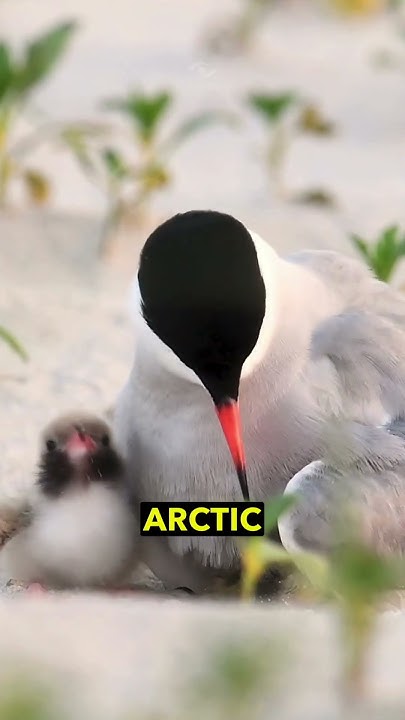 The Amazing Arctic Tern The Longest Migration Of Any Bird YouTube the-amazing-arctic-tern-the-longest-migration-of-any-bird-youtube