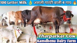 100 Letter Milk 👌 असली गारंटी वाली गाय  🎉 Top 8 Sahiwal Rathi Cholistani Tharparkar Gir Landon Cow