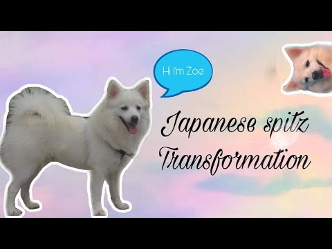 Japanese Spitz Transformation From 1 12months Youtube