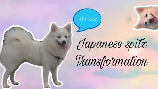 Japanese Spitz Transformation from 112months