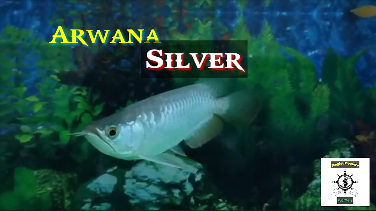 Ikan arwana silver