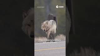 Protect Yellowstone’s Legendary Mollie’s Pack