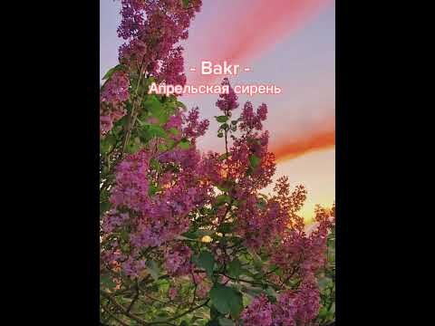 Bakr - апрельская