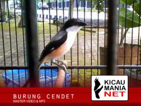 top-master-mp3-burung-cendet-full-isian