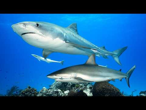 2 Hours of Incredible Ocean Exploration