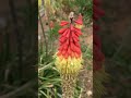 The Red Hot Poker #explorelearngrow #perennials #flowersinbloom #nature #springflowers #shorts