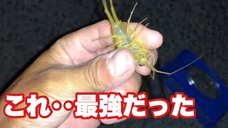 【チヌ釣り】フナムシ餌に付けたらチヌ爆釣した。触れる者だけが味わえる感動