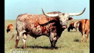 Tabasco  - Texas Longhorn Bull