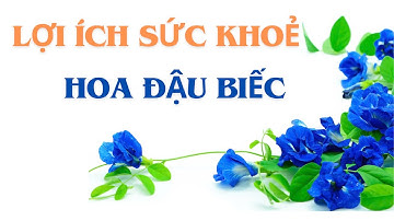 Lợi Ích Sức Khoẻ Của Hoa Đậu Biếc Có Thể Bạn Chưa Biết