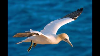 Watch | Northern Gannets Can Dive 22 Metres Deep | Oceana Canada