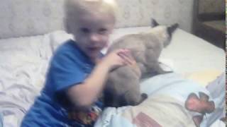 кошка гуляет где хочет и играет с моим внуком Костей кошка гуляет где хочет и играет с моим внуком Костей