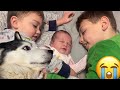 Husky Wakes All 3 Of My Children In The Cutest Way!! [MORNING ROUTINE]