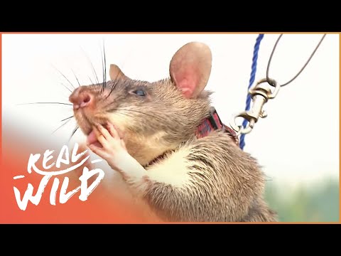How A Giant Rat Called Miss Marple Sniffs Out Landmines [4K] | Real WIld