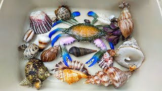 Finding Large Hermit crabs under rocks, conch, snails, large crabs, clams, snail shells