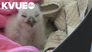 Athena's owlet shows signs of life after rescue
