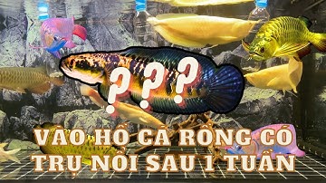 SAU 1 TUẦN THẢ CÁ LÓC YELLOW SEN VÀO HỒ CÁ RỒNG